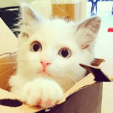 猫咪爱上喵星人