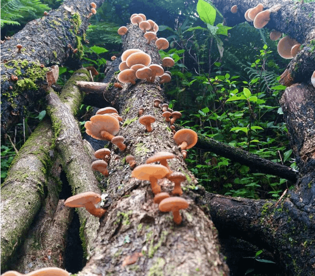 香菇长在哪里图片