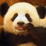 熊猫团子大家族