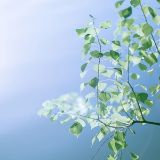 浅言史诗