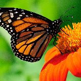 今幸看人参百态