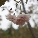 草木记