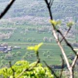 又是一年梧桐花开时