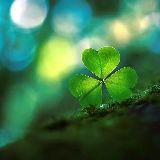 栀子随风交通百科