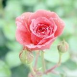 家庭养花小知识