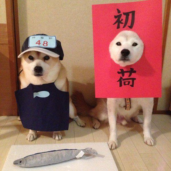 柴犬二兄弟cosplay组合,铲屎官的脑洞也太大了吧