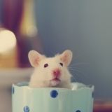 瑞海娱乐小分队