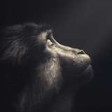 姜子昂的篮球场