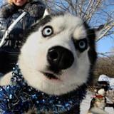 狗狗猫猫的医师