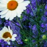 华含景娱乐大咖