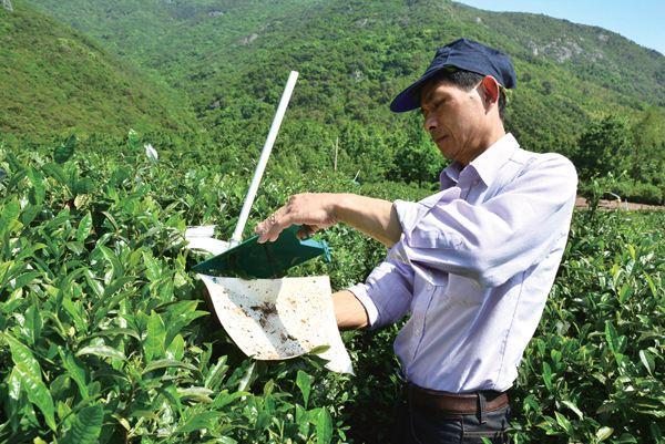 虫害茶尺蠖不好治?掌握5大防治方法,让茶园拱背虫无处可逃!