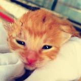 小伟带你看萌宠