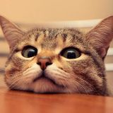 小猫说电影