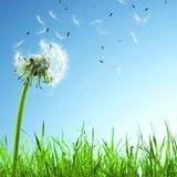 摇曳风中的蒲公英