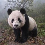 熊猫带你看世界