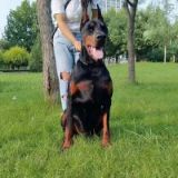 护卫犬的喜爱者