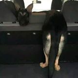 司机飙飙车