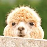 新西兰移民家园