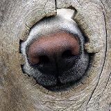 奇葩动物集结号