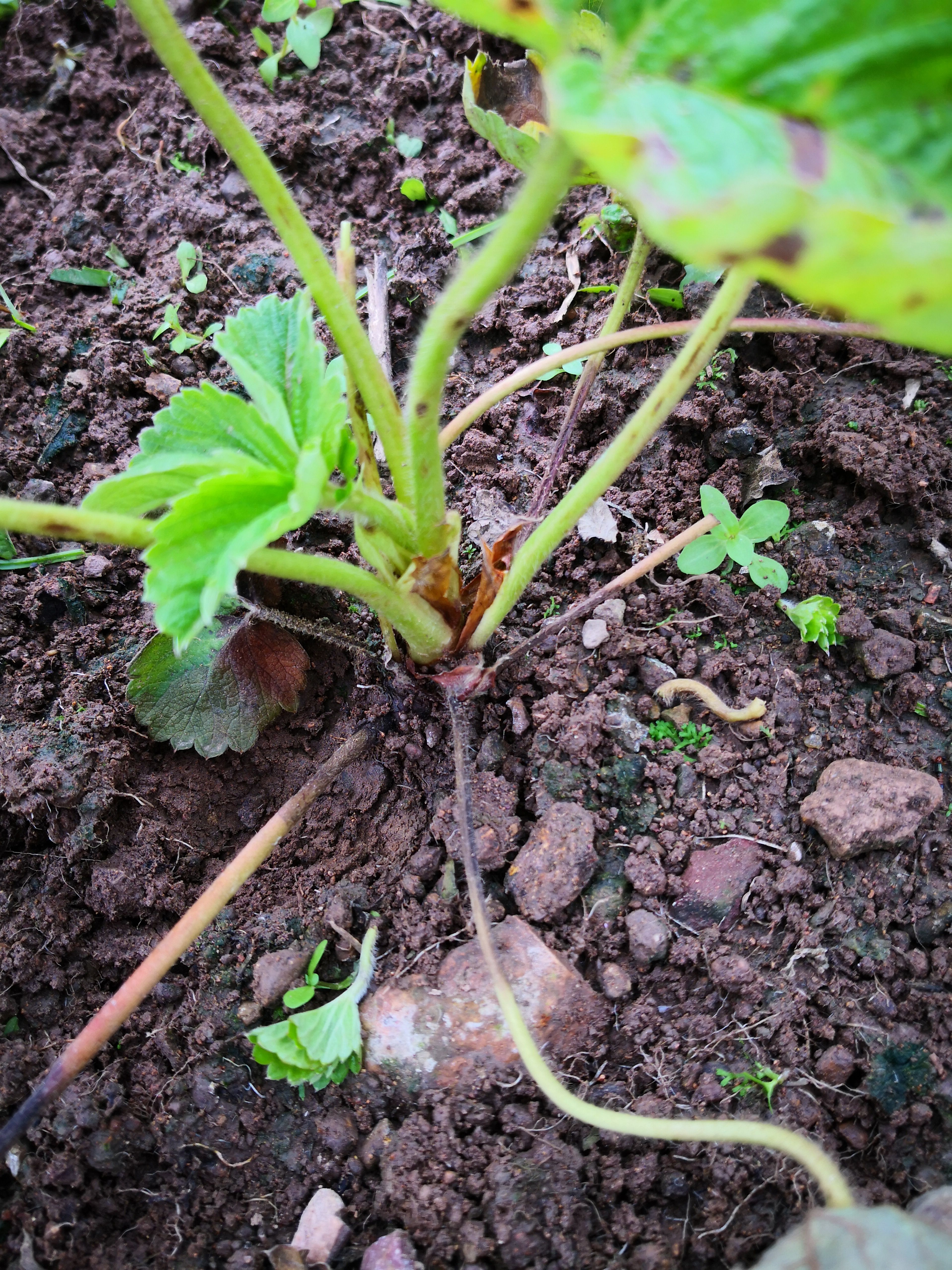 草莓这是疫病还是炭疽?打药没用杀菌剂还是导致连片干枯