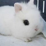 毛茸茸的小兔兔