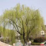 春风不问路