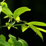 陶高歌娱乐大咖