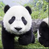 一只有肌肉的熊猫