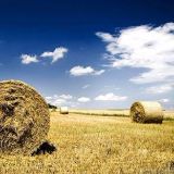 繁花落尽子归啼