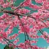 杨安怡娱乐大咖