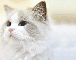 什么猫不叫也不抓人?世界三大绝不咬人的猫猫