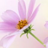 尤泰鸿娱乐大咖