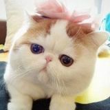 宠物的湛蓝天空