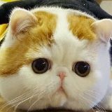 猫咪的搞笑日常