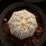 花定缘旗舰店多肉