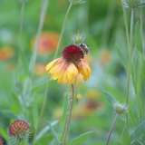 自由的联合发团