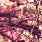 拉克丝娱乐大咖