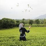 远方的田野