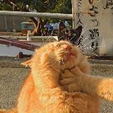 猫东西与狗南北次元说