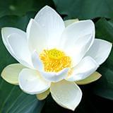 昕月蓝殇美文苑