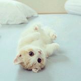 猫猫最爱笑