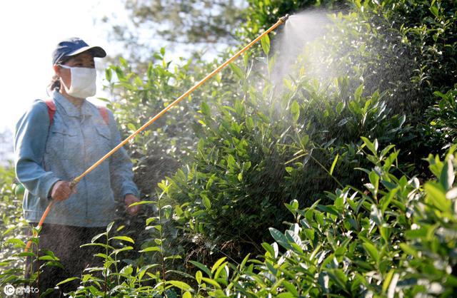 虫害茶尺蠖不好治?掌握5大防治方法,让茶园拱背虫无处可逃!