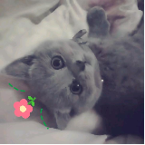 小繁动漫