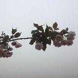 娱乐首发大件事