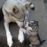 辣妈的养成日记