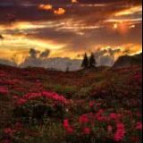 上官张鹤娱乐助手