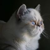 我是萌宠大杂烩