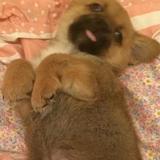 大笑声昇
