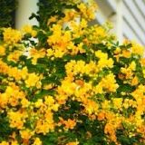 欧洲的娱乐大咖