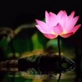 莲花净土的空间